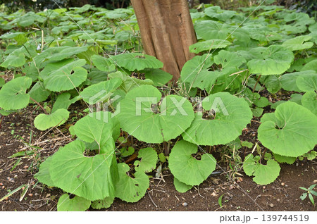 植物:フキ キク科 植物:フキ キク科 139744519