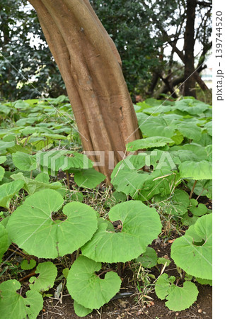 植物:フキ キク科 植物:フキ キク科 139744520