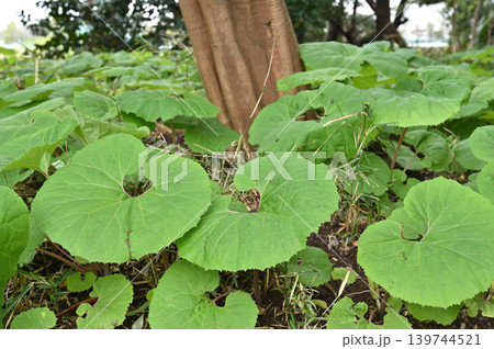 植物:フキ キク科 植物:フキ キク科 139744521