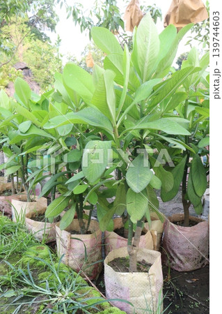 Euphorbia umbellata plant on farm 139744603