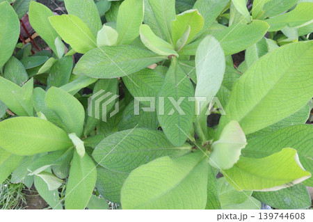 Euphorbia umbellata plant on farm Euphorbia umbellata plant on farm 139744608