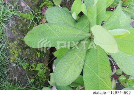 Euphorbia umbellata plant on farm Euphorbia umbellata plant on farm 139744609