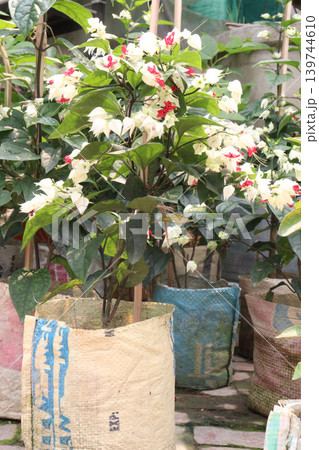 Bleeding heart vine or Flaming Glorybower flower and ornamental plant Bleeding heart vine or Flaming Glorybower flower and ornamental plant 139744610