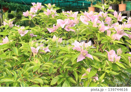 Bougainvillea flower plant on farm Bougainvillea flower plant on farm 139744616