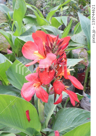 canna lily flower plant on nursery canna lily flower plant on nursery 139744621