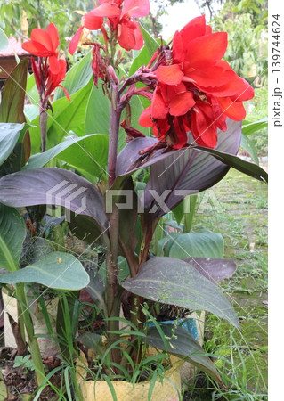 canna lily flower plant on nursery canna lily flower plant on nursery 139744624