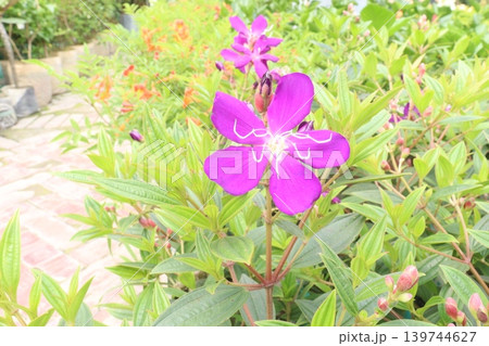 Melastoma malabathricum flower plant on nursery Melastoma malabathricum flower plant on nursery 139744627