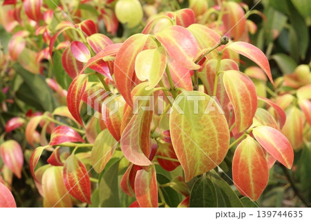 Cinnamomum osmophloeum spice tree plant Cinnamomum osmophloeum spice tree plant 139744635