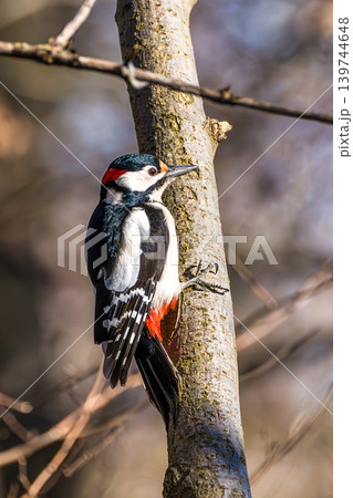 The Great Spotted Woodpecker, Dendrocopos major is sitting on the branch of tree The Great Spotted Woodpecker, Dendrocopos major is sitting on the branch of tree 139744648
