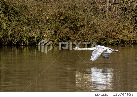 Mute swan, Cygnus olor flying over a lake in the English Garden in Munich, Germany Mute swan, Cygnus olor flying over a lake in the English Garden in Munich, Germany 139744653