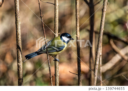 The Great Tit, Parus major from the tit family Paridae. It is easily recognisable by its black and yellow plumage The Great Tit, Parus major from the tit family Paridae. It is easily recognisable by its black and yellow plumage 139744655