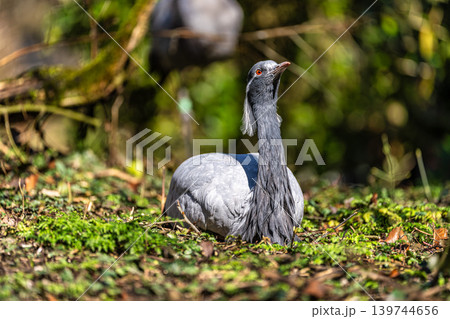 Demoiselle Crane, Anthropoides virgo are living in the bright green meadow during the day time Demoiselle Crane, Anthropoides virgo are living in the bright green meadow during the day time 139744656