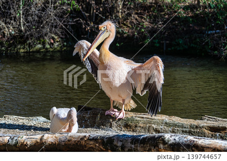 White Pelican, Pelecanus onocrotalus also known as the Eastern White Pelican White Pelican, Pelecanus onocrotalus also known as the Eastern White Pelican 139744657
