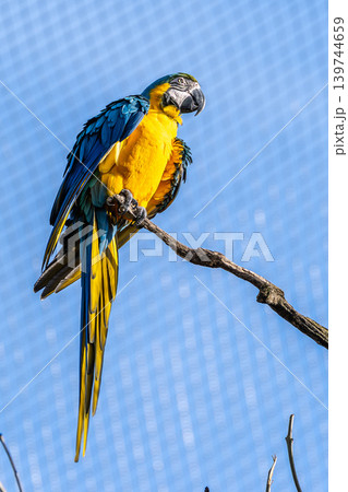 The Blue-and-yellow Macaw, Ara ararauna is a large South American parrot 139744659