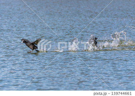 Eurasian coot, Fulica atra chasing each other by running across the water 139744661