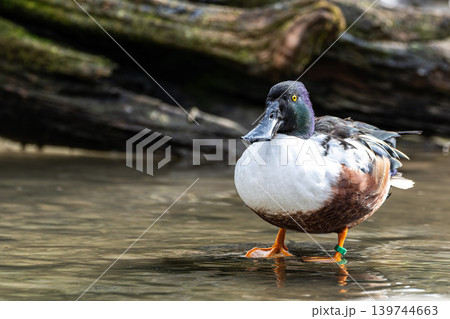 The northern shoveler, Spatula clypeata is a common and widespread duck. The northern shoveler, Spatula clypeata is a common and widespread duck. 139744663