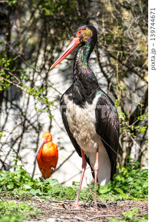 Black stork, Ciconia nigra in a german nature park 139744671