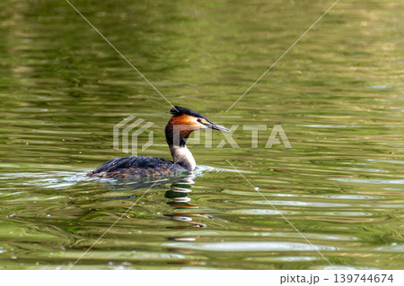 Great Crested Grebe, Podiceps cristatus with beautiful orange colors, a water bird with red eyes. Great Crested Grebe, Podiceps cristatus with beautiful orange colors, a water bird with red eyes. 139744674
