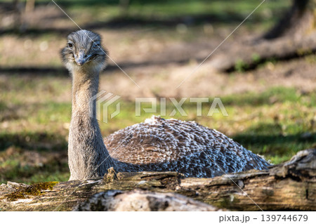 Darwin's rhea, Rhea pennata also known as the lesser rhea. Darwin's rhea, Rhea pennata also known as the lesser rhea. 139744679