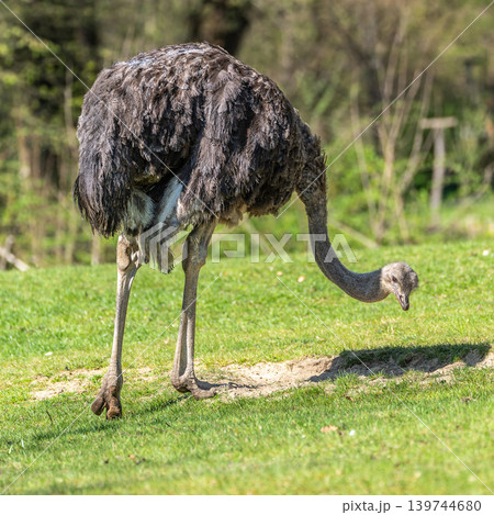 The common ostrich, Struthio camelus, or simply ostrich The common ostrich, Struthio camelus, or simply ostrich 139744680