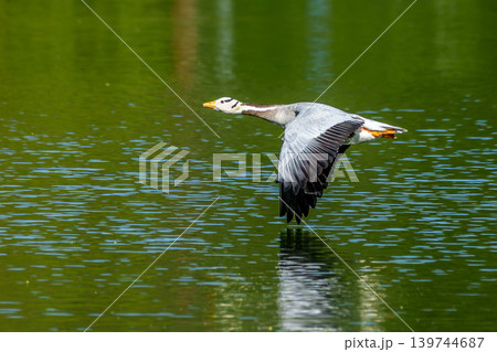 The bar-headed goose, Anser indicus flying over a lake in English Garden in Munich 139744687