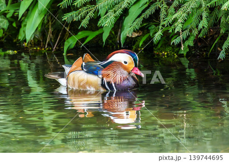 The mandarin duck, Aix galericulata at a lake in Munich, Germany The mandarin duck, Aix galericulata at a lake in Munich, Germany 139744695