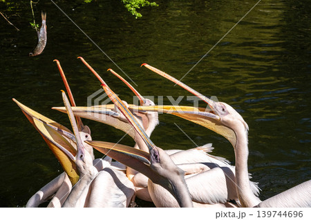 White Pelican, Pelecanus onocrotalus also known as the Eastern White Pelican White Pelican, Pelecanus onocrotalus also known as the Eastern White Pelican 139744696