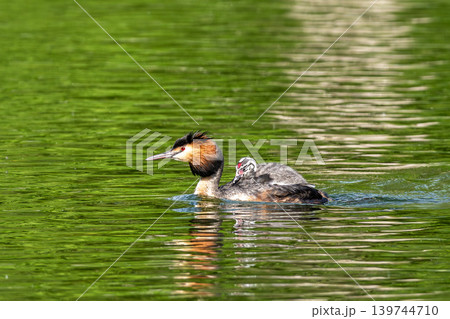 Great Crested Grebe, Podiceps cristatus. Mother with a child on her back with beautiful orange colors Great Crested Grebe, Podiceps cristatus. Mother with a child on her back with beautiful orange colors 139744710