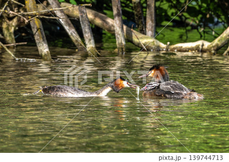 Great Crested Grebe, Podiceps cristatus has caught a fish. An adult bird feeds its young chick. Great Crested Grebe, Podiceps cristatus has caught a fish. An adult bird feeds its young chick. 139744713