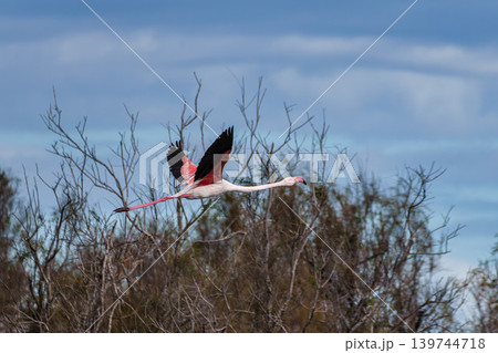 Flying Greater Flamingo, Phoenicopterus roseus in the Ornithological park of Pont de Gau in Camargue, France Flying Greater Flamingo, Phoenicopterus roseus in the Ornithological park of Pont de Gau in Camargue, France 139744718