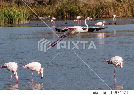Flying Greater Flamingo, Phoenicopterus roseus in the Ornithological park of Pont de Gau in Camargue, France Flying Greater Flamingo, Phoenicopterus roseus in the Ornithological park of Pont de Gau in Camargue, France 139744719