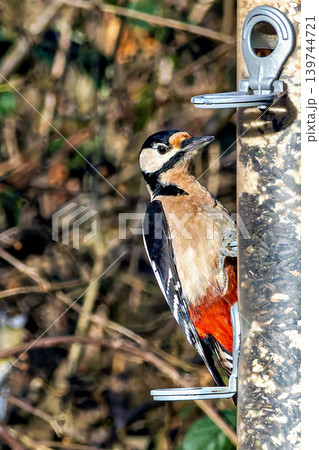 The Great Spotted Woodpecker, Dendrocopos major is sitting on the branch of tree 139744721