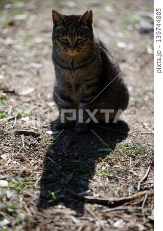 猫耳の形の影ってかわいい 猫耳の形の影ってかわいい 139744885