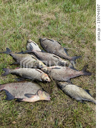 Several fish lay on the grass after being caught during a fishing trip. The setting is near a body of water, and the time is afternoon Several fish lay on the grass after being caught during a fishing trip. The setting is near a body of water, and the time is afternoon 139744897