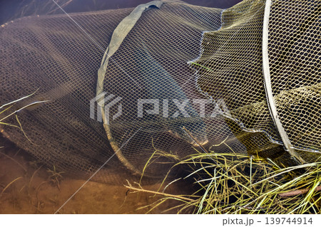 A fish is caught in a net under the water near a riverbank. The net is surrounded by water and some green grass. This scene shows fishing activity 139744914
