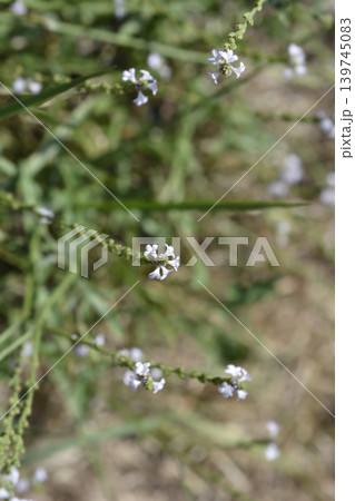 Delicate Common Vervain Flowers in the Wild Delicate Common Vervain Flowers in the Wild 139745083