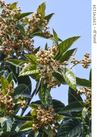 Japanese medlar Japanese medlar 139745134