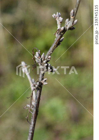 Red currant 139745135
