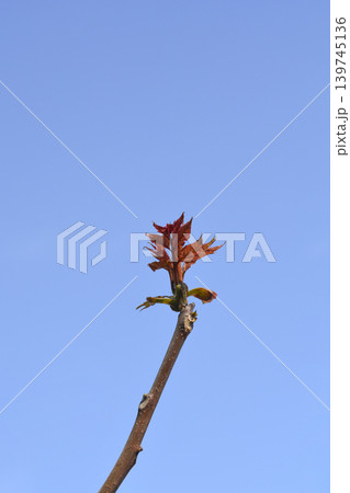 Tree Bud Sprouting Against Clear Blue Sky 139745136