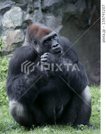 lowland gorilla sitting in a clearing in summer lowland gorilla sitting in a clearing in summer 139745207