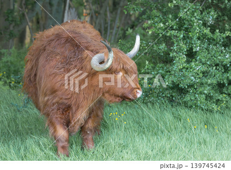 Scottish Highland Cow Grazing in Green Meadow 139745424