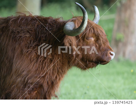 Scottish Highland Cow Grazing in Green Meadow 139745425