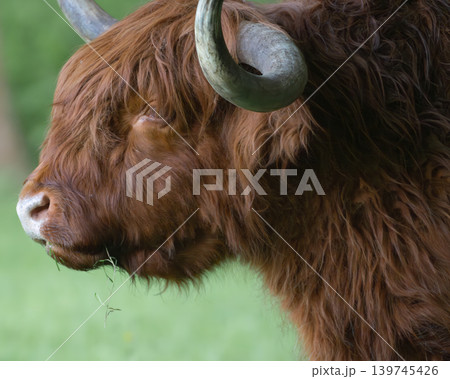 Scottish Highland Cow Grazing in Green Meadow Scottish Highland Cow Grazing in Green Meadow 139745426