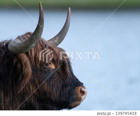 Scottish Highland Cow Grazing in Green Meadow Scottish Highland Cow Grazing in Green Meadow 139745429