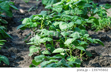 Rows of growth green potato plant in field. 139745602