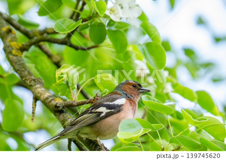 A Beautiful Chaffinch Perched i A Beautiful Chaffinch Perched i 139745620