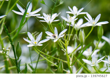A blooming white star-of-Bethlehem in the garden. A bee sits on a flower. A blooming white star-of-Bethlehem in the garden. A bee sits on a flower. 139745627