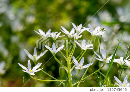 A blooming white star-of-Bethlehem in the garden. A bee sits on a flower. A blooming white star-of-Bethlehem in the garden. A bee sits on a flower. 139745646