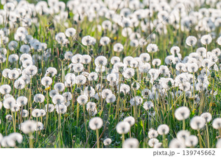 Aerial dandelion with seeds in the afternoon 139745662