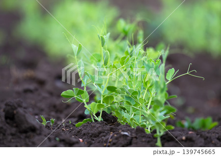 Young green peas on a farm field. Natural agriculture 139745665